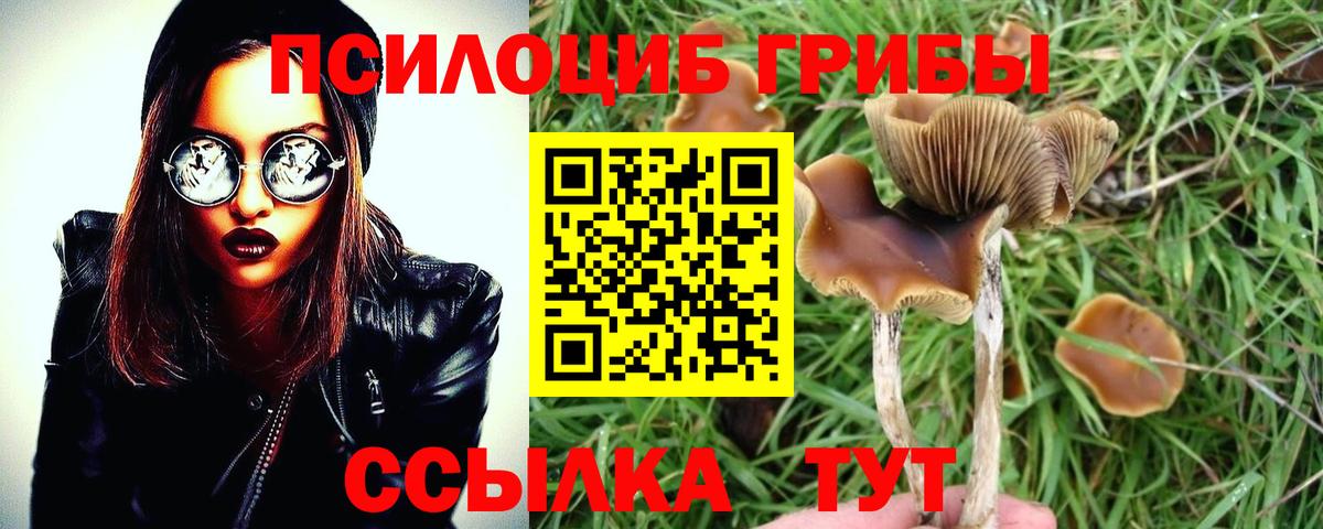 Псилоцибиновые грибы Cubensis Татарск